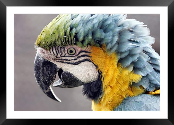 Macaw Parrot Framed Mounted Print by Tony Bates