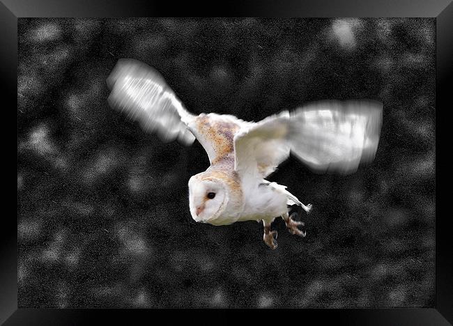 Barn Owl in flight Framed Print by Tony Bates