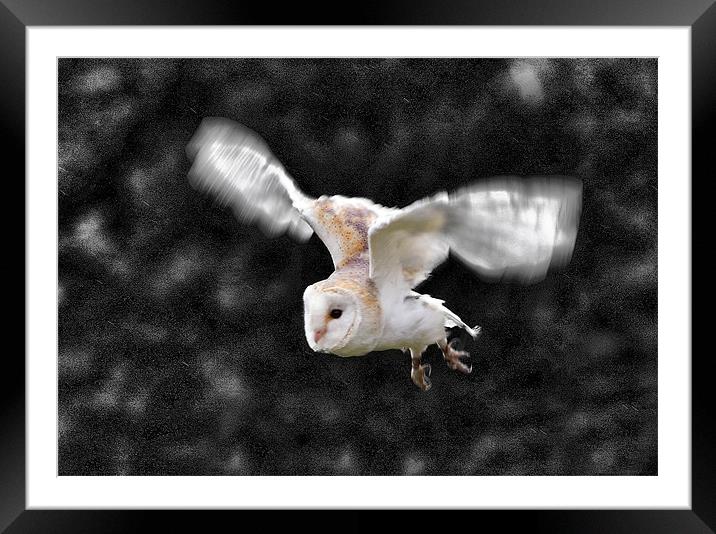 Barn Owl in flight Framed Mounted Print by Tony Bates