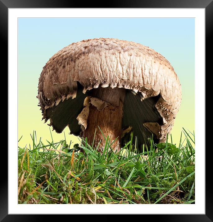 Toadstool. Framed Mounted Print by Tony Bates