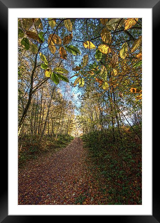 Woodland pathway Framed Mounted Print by Tony Bates
