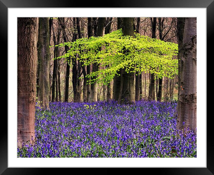 bluebell woodland Framed Mounted Print by Tony Bates