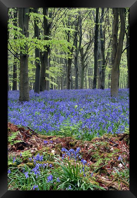 bluebell woodland Framed Print by Tony Bates