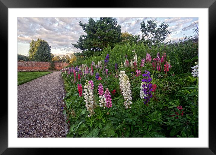 Lupins Framed Mounted Print by Tony Bates