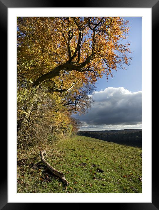 Autumn trees Framed Mounted Print by Tony Bates
