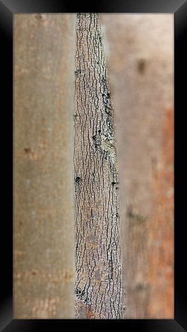 Tree bark Framed Print by Tony Bates