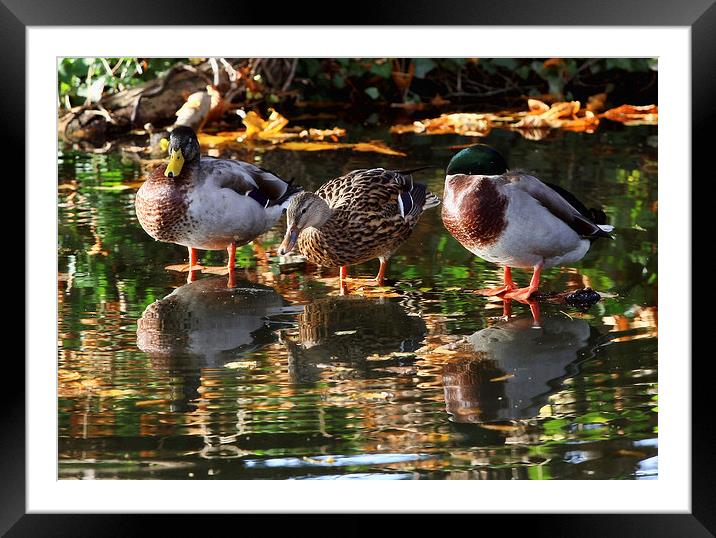 Mallard Ducks Framed Mounted Print by Tony Bates