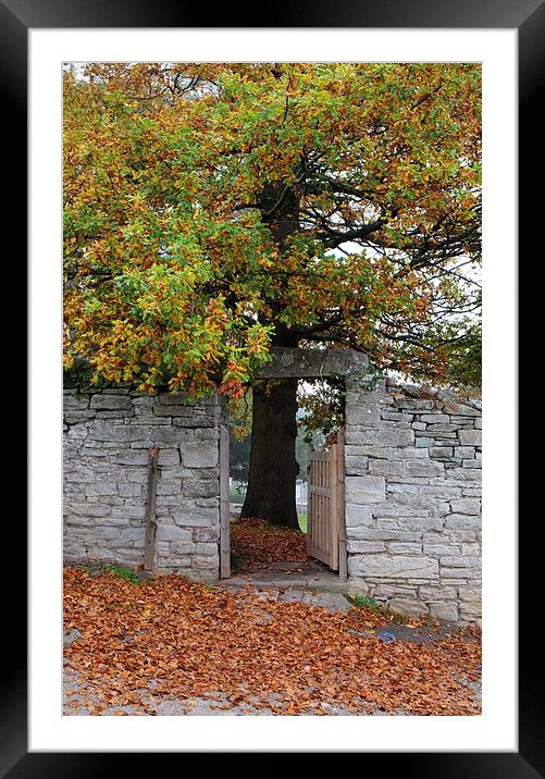  hay on wye oak tree Framed Mounted Print by Tony Bates