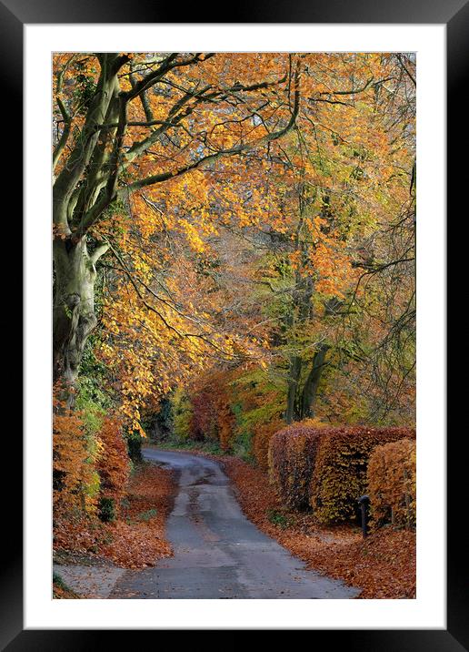 Country Lane autumn colours Framed Mounted Print by Tony Bates
