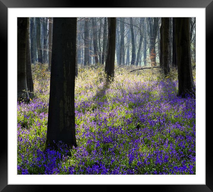 Bluebell Wood Framed Mounted Print by Tony Bates