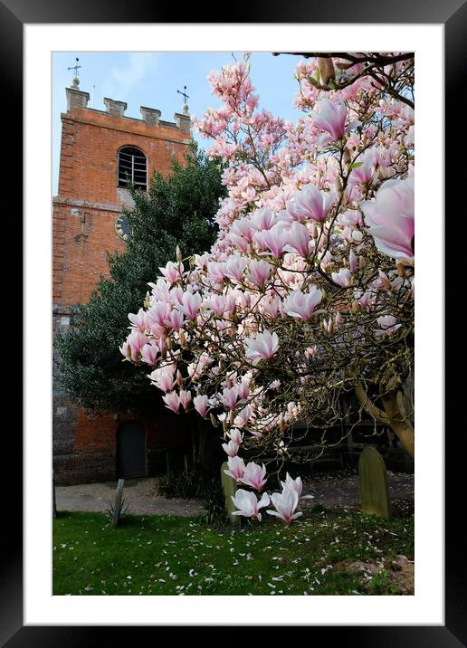 Magnolia tree Pangbourne church Framed Mounted Print by Tony Bates