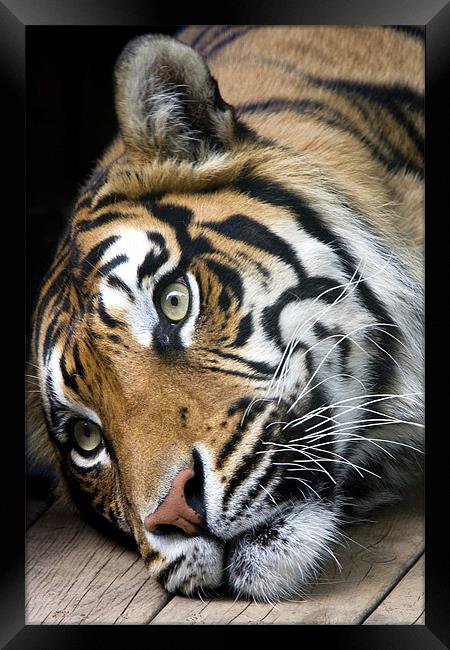Sumatran Tiger Framed Print by Tony Bates