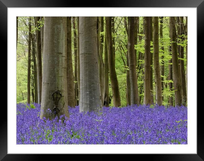 Bluebell woodland Framed Mounted Print by Tony Bates