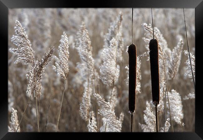 Reeds Framed Print by Tony Bates