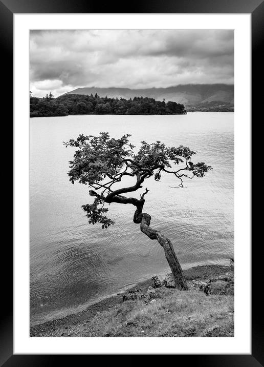 Derwent water tree Framed Mounted Print by Tony Bates