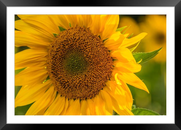 Sunflower Framed Mounted Print by Tony Bates