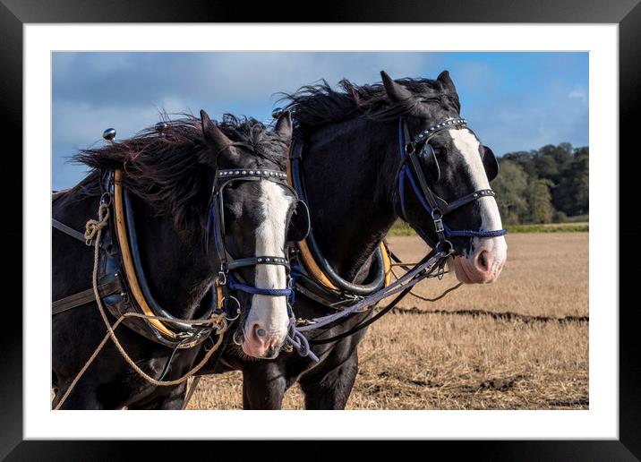 Ploughing Horses Framed Mounted Print by Tony Bates