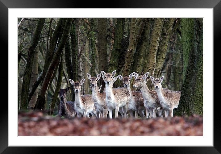 Fallow Deer Framed Mounted Print by Tony Bates