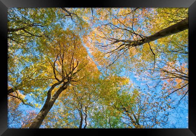 Beech tree autumn colours Framed Print by Tony Bates