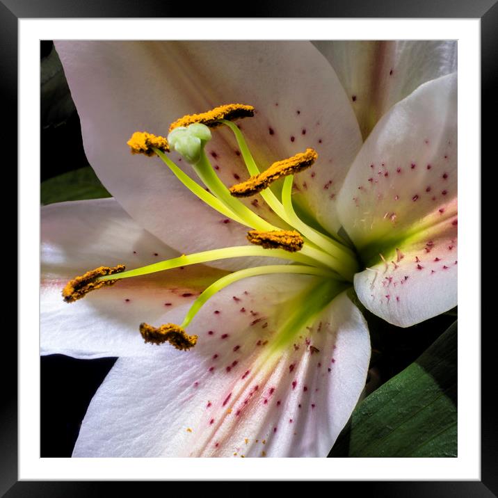 Lily flower Framed Mounted Print by Tony Bates