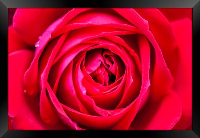 Red rose close up Framed Print by Tony Bates