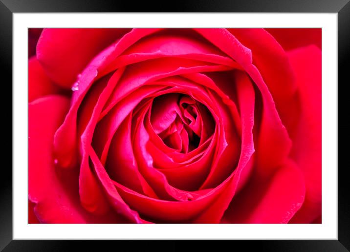 Red rose close up Framed Mounted Print by Tony Bates