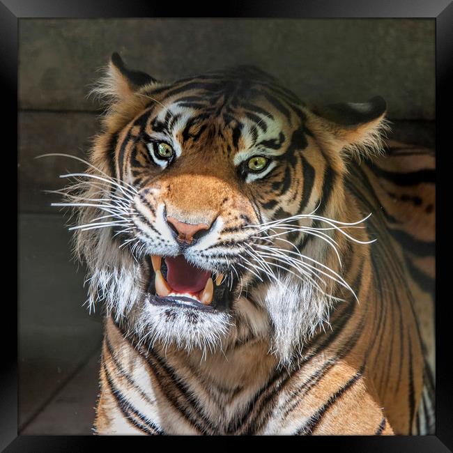 Sumatran Tigers Framed Print by Tony Bates