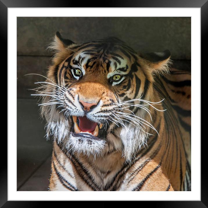 Sumatran Tigers Framed Mounted Print by Tony Bates