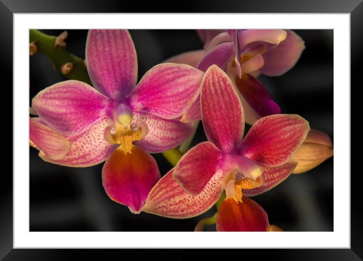 Orchid flowers at Kew gardens Framed Mounted Print by Tony Bates