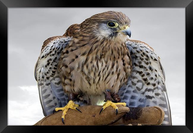 Kestrel Framed Print by Tony Bates