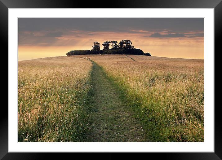 Wittenham Clumps Framed Mounted Print by Tony Bates