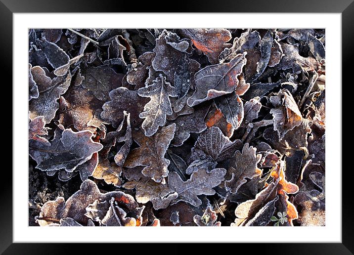 Frosted oak leaves Framed Mounted Print by Tony Bates