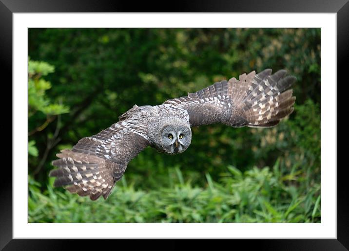Great Grey Owl Framed Mounted Print by Tony Bates