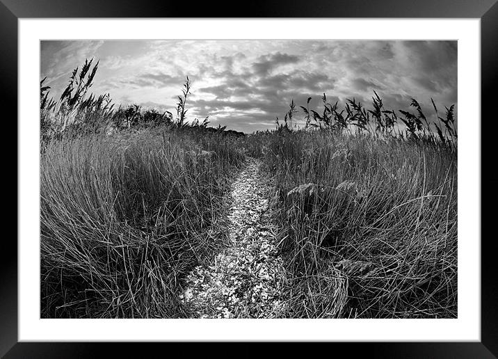 Reed bed foot path Framed Mounted Print by Tony Bates