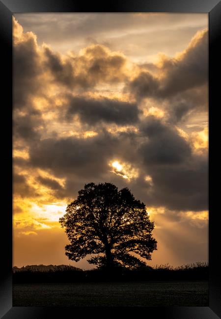 tree silhouette Framed Print by Tony Bates