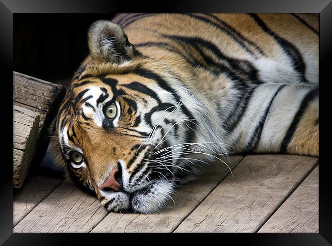 Sumatran tiger Framed Print by Tony Bates