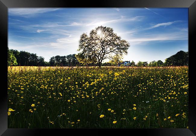 Buttercup meadow Framed Print by Tony Bates