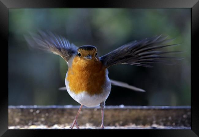 Robin in flight Framed Print by Tony Bates