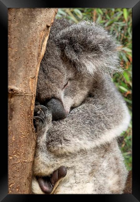 Koala bear in tree Framed Print by Tony Bates