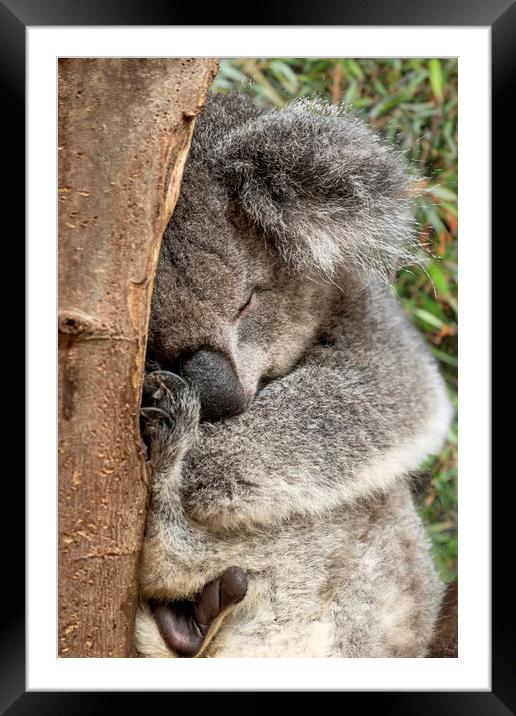 Koala bear in tree Framed Mounted Print by Tony Bates