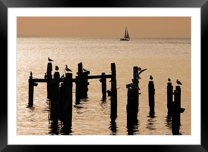 Gulls on old pier Framed Mounted Print by Tony Bates