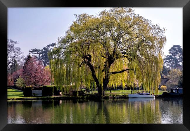 Weeping willow on the Thames Framed Print by Tony Bates