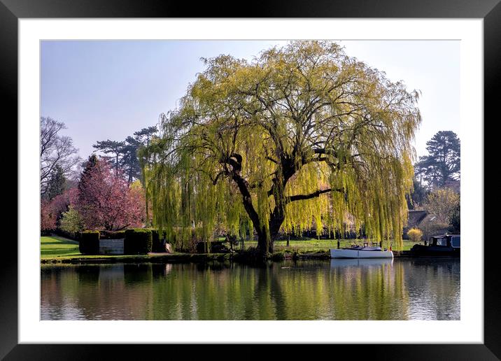Weeping willow on the Thames Framed Mounted Print by Tony Bates