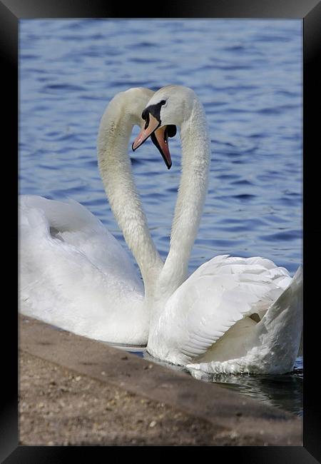 Love Swans Framed Print by Tony Bates