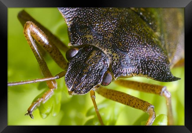 Shield Bug Framed Print by Tony Bates