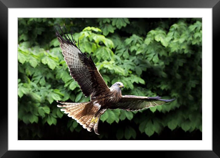 Red Kite Framed Mounted Print by Tony Bates