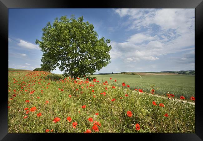 Berkshire Downs Framed Print by Tony Bates