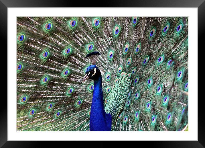 Peacock Framed Mounted Print by Tony Bates
