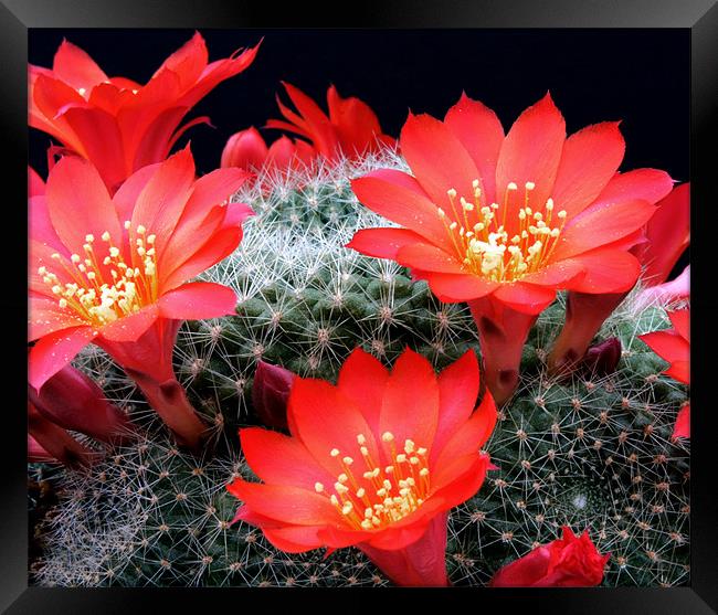 Flowering Cactus Framed Print by Tony Bates