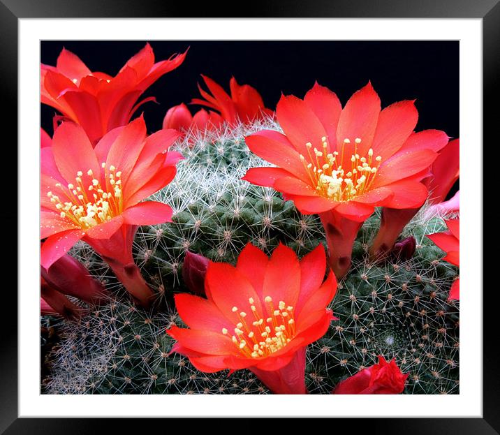 Flowering Cactus Framed Mounted Print by Tony Bates